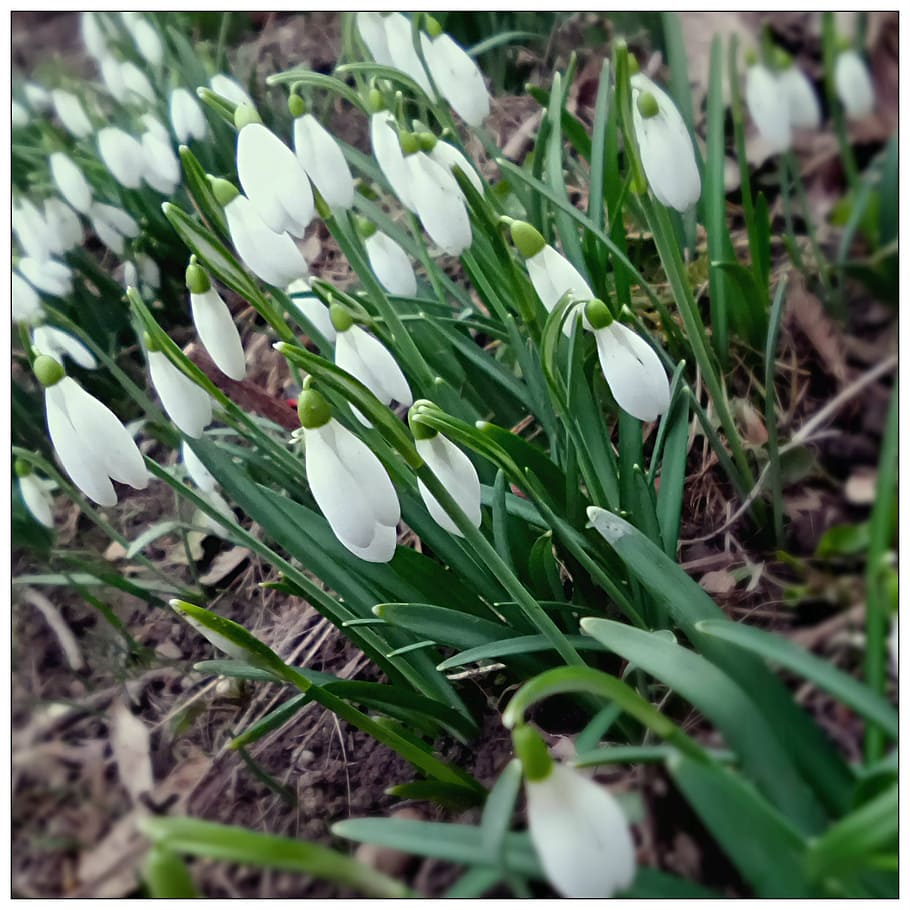 snowdrop, spring, plants, growth, green color, beauty in nature HD wallpaper