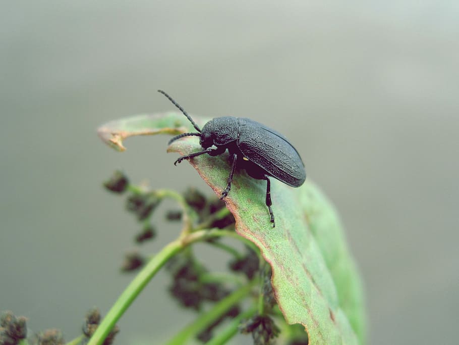 black beetle, closeup photography on insect on leaf, bug, green HD wallpaper