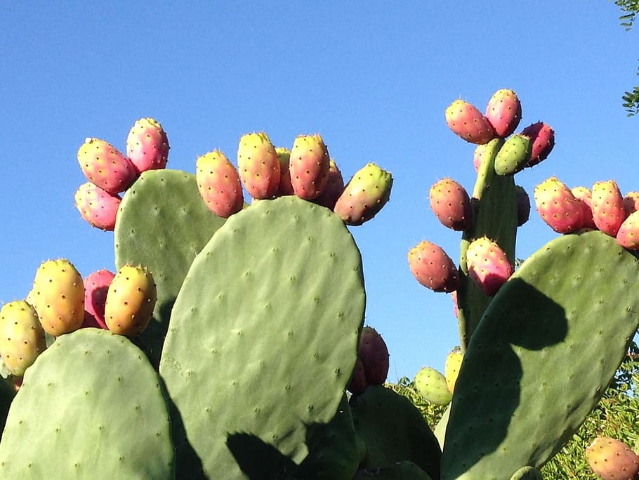 green cactus photo, prickly pear, fruits, opuntia ficus indica