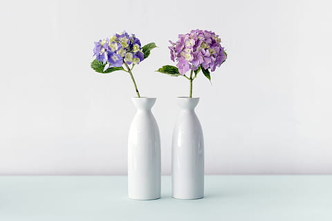 purple and pink hydrangeas flowers, two purple and white flowers in vases HD wallpaper