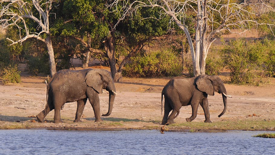 Botswana, Chobe, Elephant, wildlife, animal, safari Animals HD wallpaper