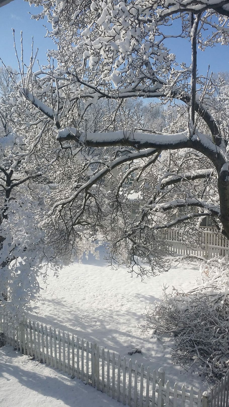 Winter, View, Cold, Snow, Picket, Picket Fence, tree, cold temperature HD wallpaper