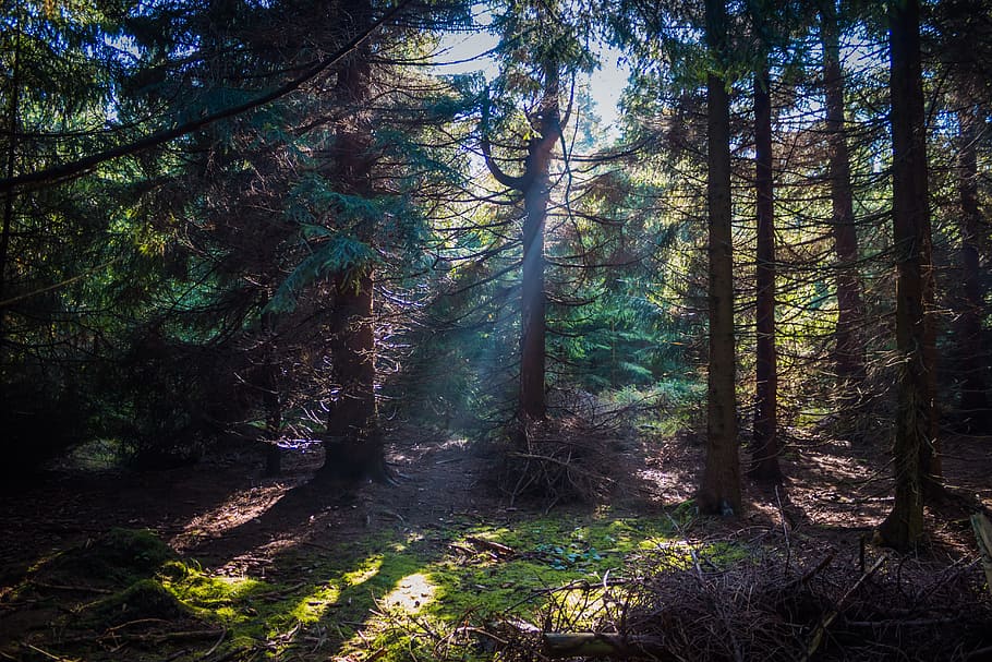 green trees, forest, fog, sun, rays, nature, landscape, autumn HD wallpaper