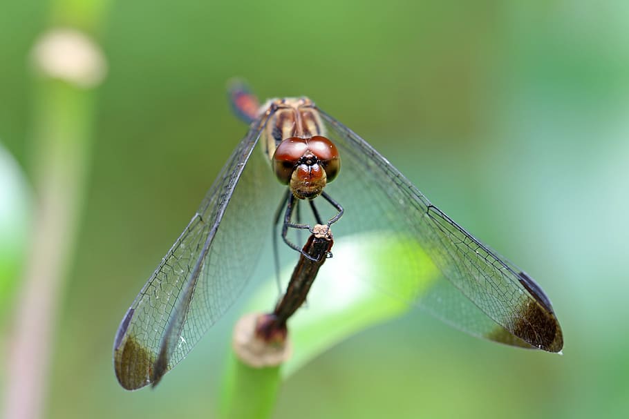 nature, forest, insects, dragonfly, landscape, park, arboretum HD wallpaper