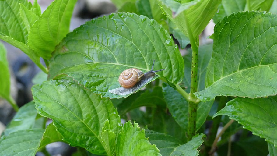 leaves, snail, leaf, nature, shell, green, mollusk, animal HD wallpaper