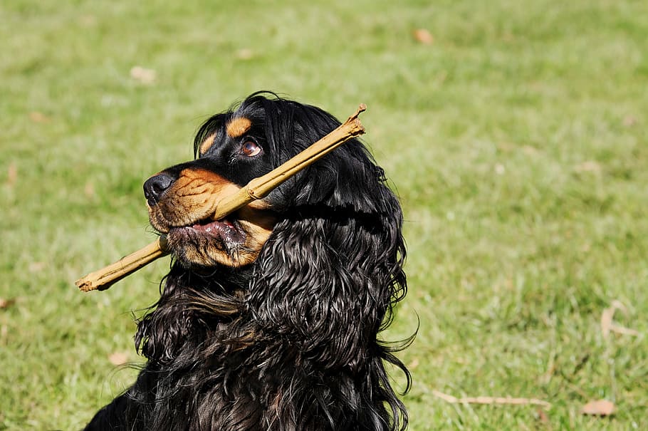 Gordon setter puppy on grass field, cocker spaniel, dog, plays HD wallpaper