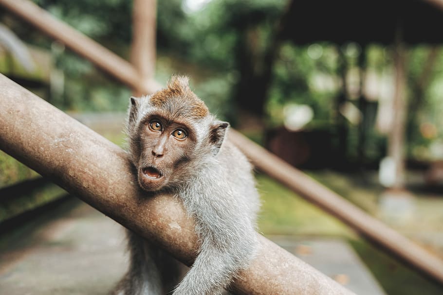 shallow focus photography of monkey hugging handrail, brown monkey leaning on stair baluster during daytime HD wallpaper