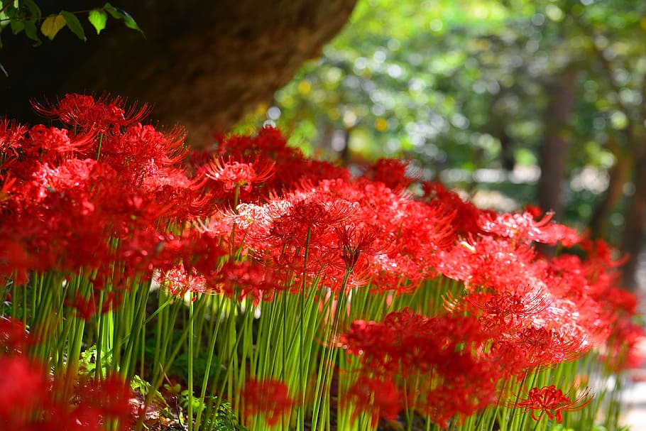 shallow focus photography of red flowers, red spider lily, korea