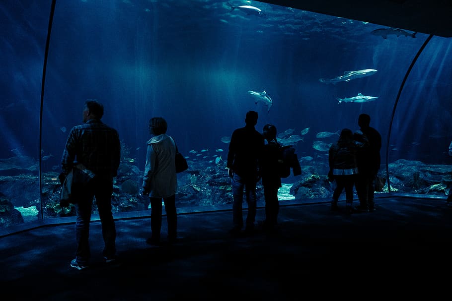 silhouette photo of group of people watching fishes on underwater aquarium, people inside waterpark, HD wallpaper