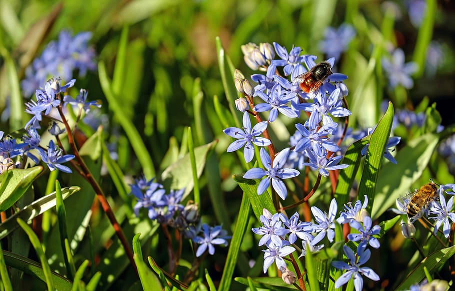 blue and white petaled flowers, blue star, bloom, wild flower HD wallpaper