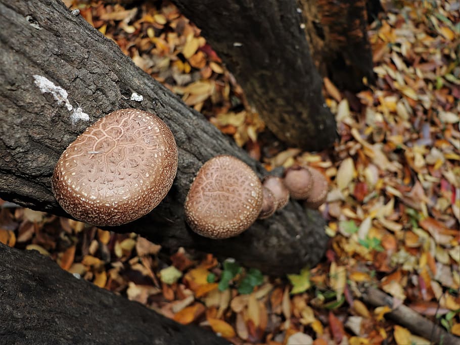 mushroom, forest, nature, the nature of the, natural, mountain, HD wallpaper