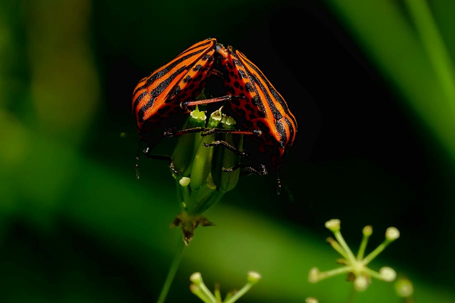 Italian bug stripes perching on green leaf selective focus photography HD wallpaper