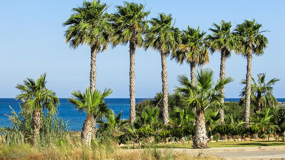 palm, tree, sea, sky, green, nature, cyprus, palm Tree, blue HD wallpaper