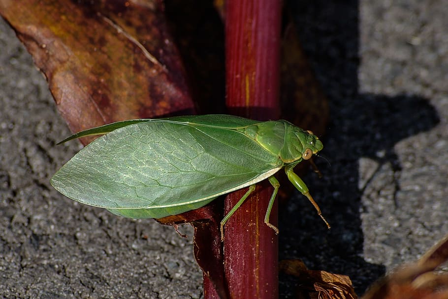 cicada, insect, close-up, green, leaf, camouflage, wild, stem HD wallpaper