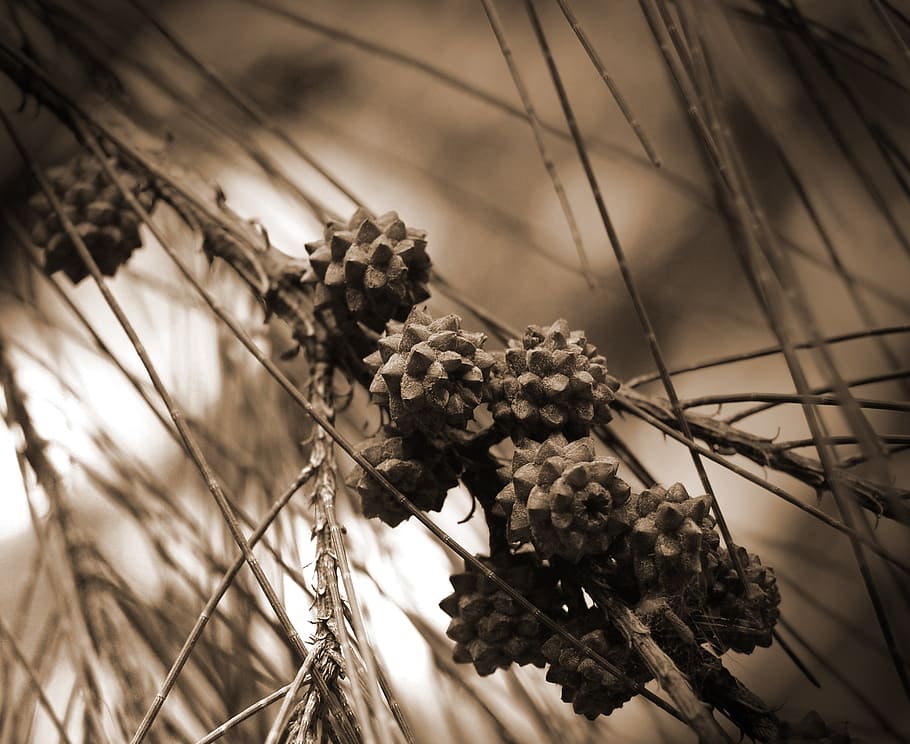pine, pinecone, plant, natural, botanical, organic, botany HD wallpaper