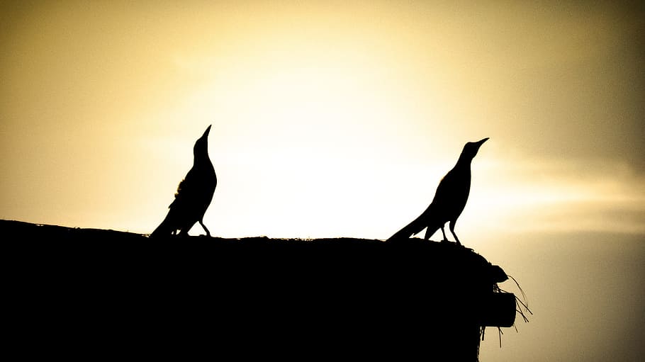 Birds, Landscapes, silhouette, animal themes, animals in the wild HD wallpaper