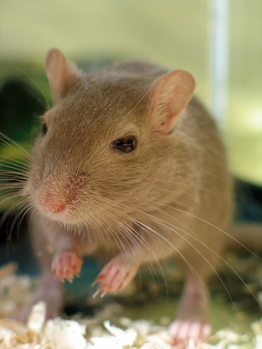 selective focus photograph of brown mouse, pet shop, adorable