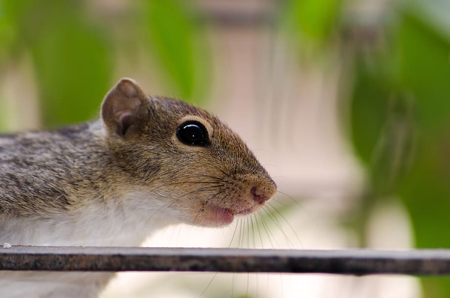 squirrel, face, wildlife, cute, mammal, rodent, animal themes HD wallpaper