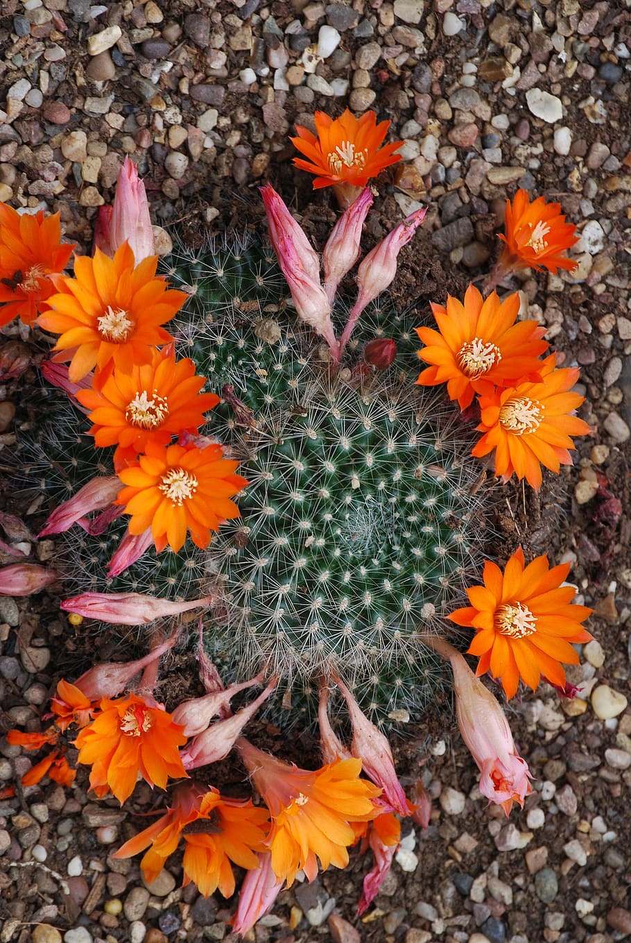 cactus, cactaceae, desert flower, spiky, thorns, flowering plant, HD wallpaper