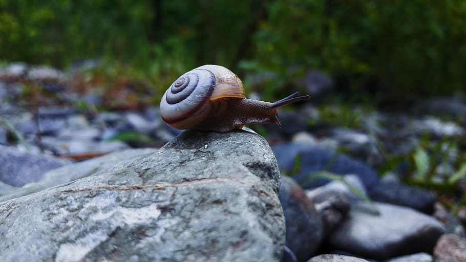 snail, stone, nature, animals, animal wildlife, mollusk, animal themes HD wallpaper