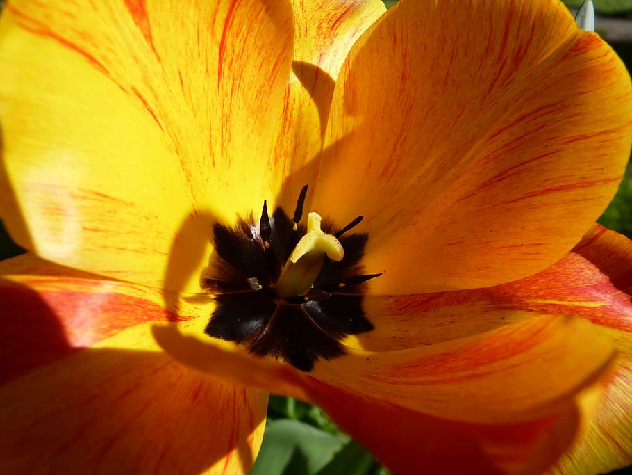 flower, yellow, macro, flowering plant, petal, freshness, vulnerability HD wallpaper
