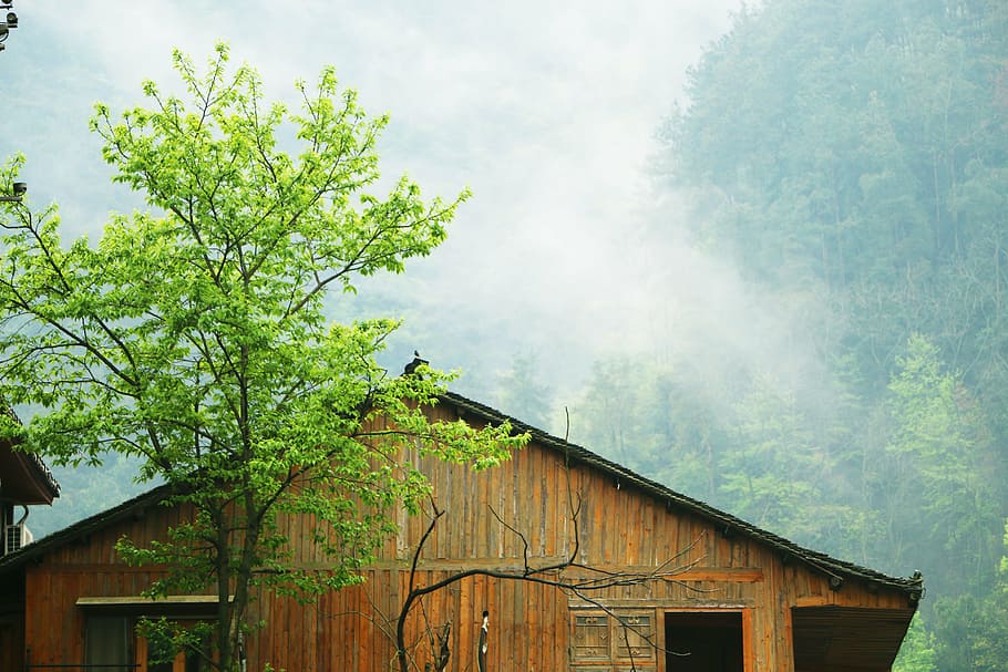 log cabin, mist, mountain, green, architecture, tree, building exterior HD wallpaper