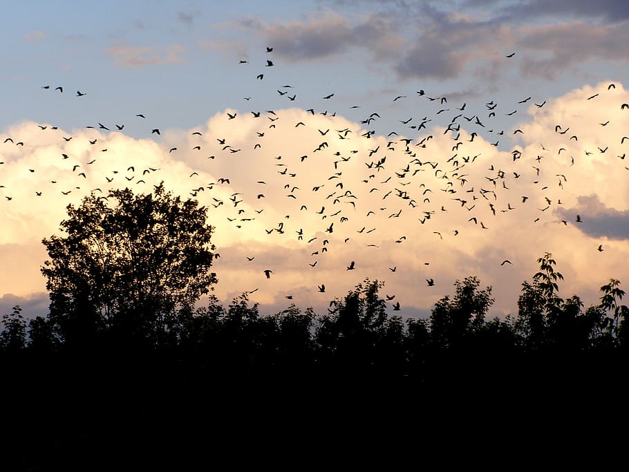 birds, clouds, sky, landscape, flight, skies, nature, fly, summer HD wallpaper