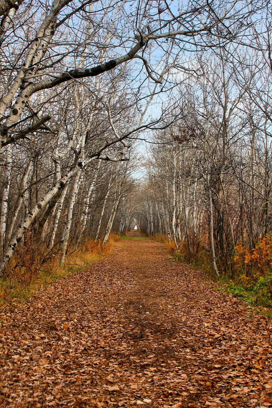 Path, Fall, Nature, Forest, autumn, trail, park, leaf, outdoor HD wallpaper