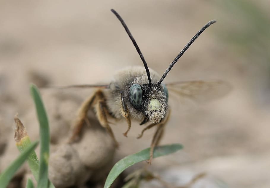 bee, wild, macro, insecta, one animal, animal themes, animal wildlife HD wallpaper