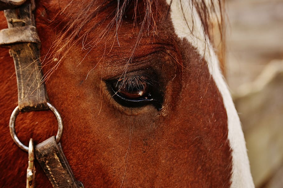 horse face, shire horse, big horse, ride, reitstall, coupling, HD wallpaper