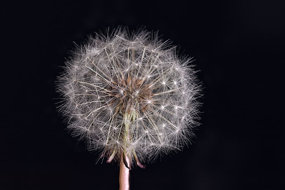 dandelion, nature, flower, summer, roadside, plant, meadow HD wallpaper