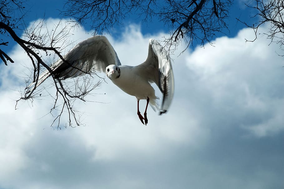 flying white king fisher, seagull, feathered, animal, bird, sea bird, HD wallpaper