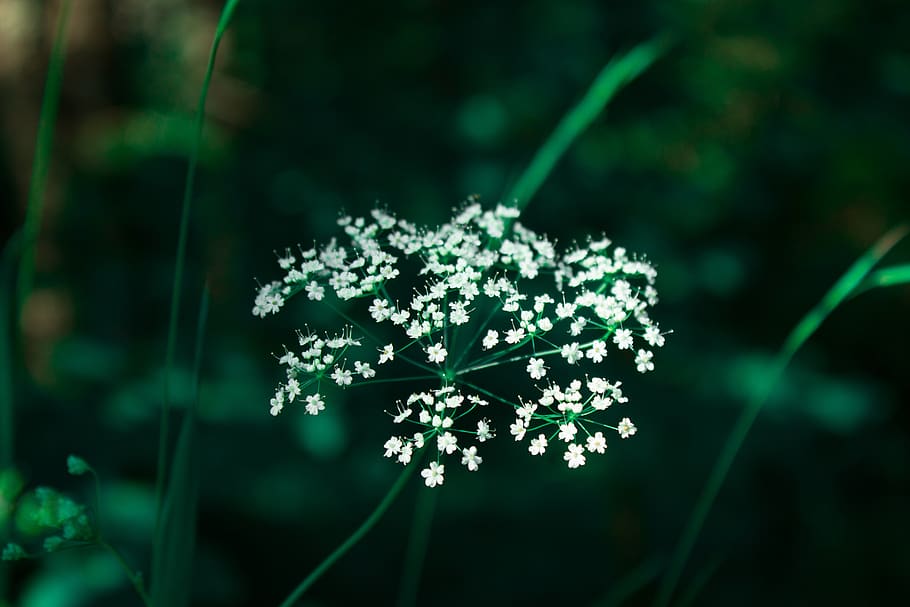 flower, greens, white, spring, beauty in nature, plant, vulnerability HD wallpaper