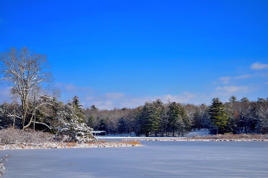 lake, winter, snow, trees, park, cold, season, nature, white HD wallpaper