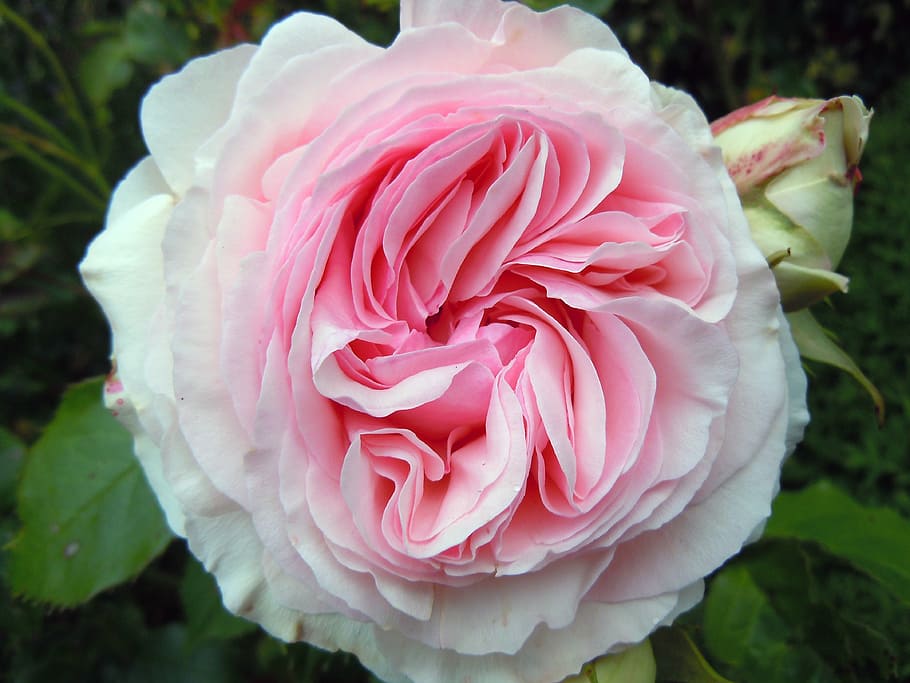 rose, blossom, bloom, close, flowering plant, close-up, pink color HD wallpaper