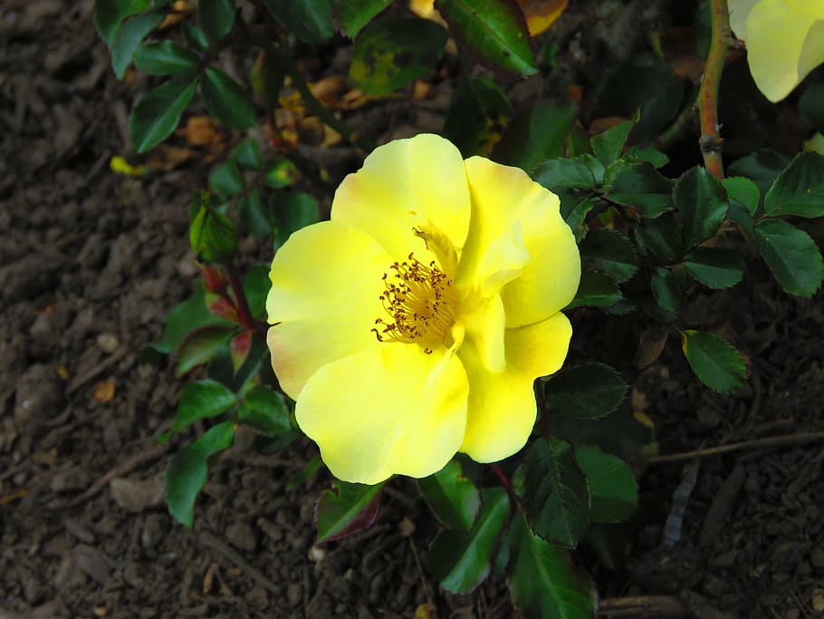 Flower, Plant, Blossom, Spring, Summer, flora, nature, blue sky HD wallpaper