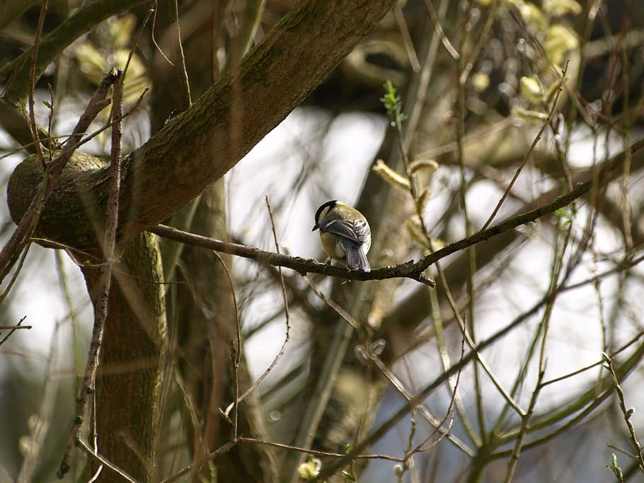 tit, bird, nature, small bird, animal wildlife, tree, animals in the wild HD wallpaper