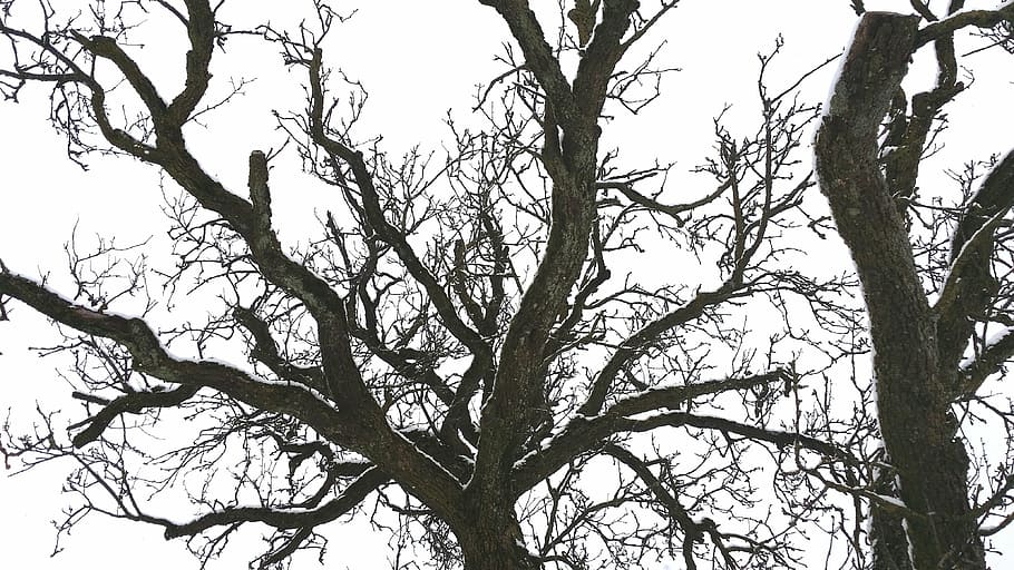 tree, crown, aesthetic, kahl, branches, sky, low angle view HD wallpaper