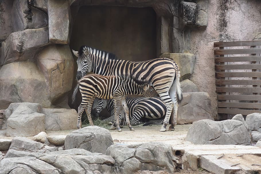 animal, zebra, stripe, the, animal wildlife, animals in the wild