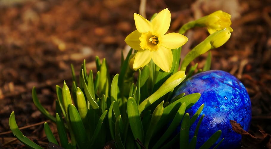 yellow petaled flowers near blue ball, narcissus, egg, easter HD wallpaper