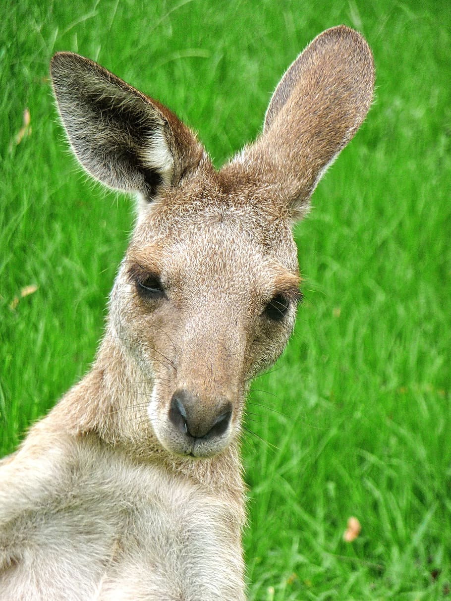 kangaroo, expression, cute, face, frontal, portrait, grass HD wallpaper