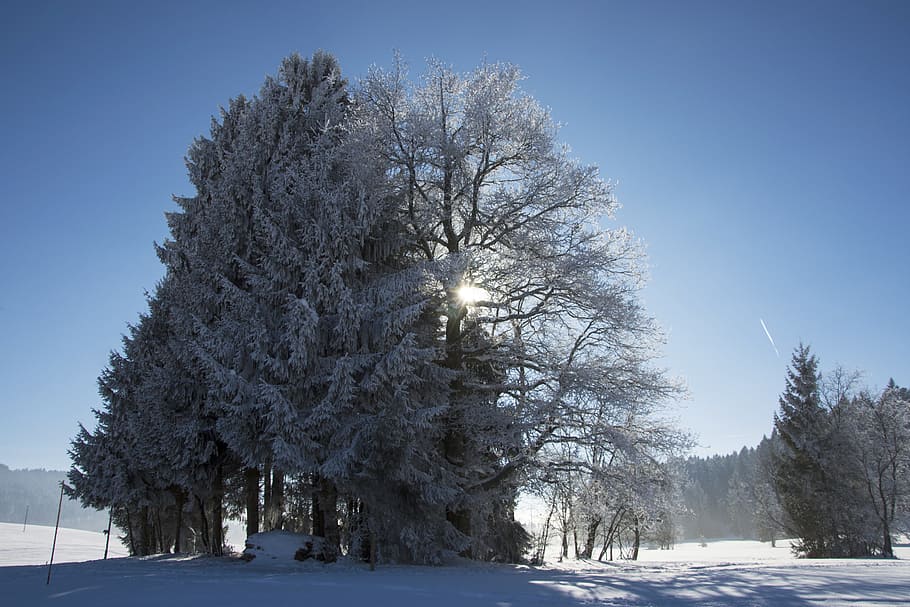 Trees, Snow, Frost, Wintry, Winter, Cold, light, nature, snowy HD wallpaper