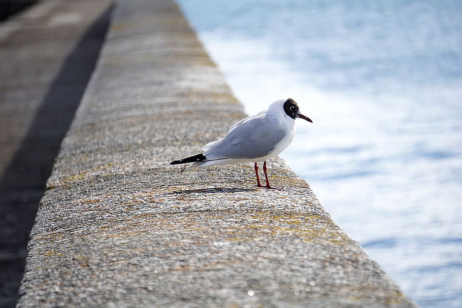White Gray and Black Bird on Gray Concrete Beside Blue Body of Water during Daytime HD wallpaper