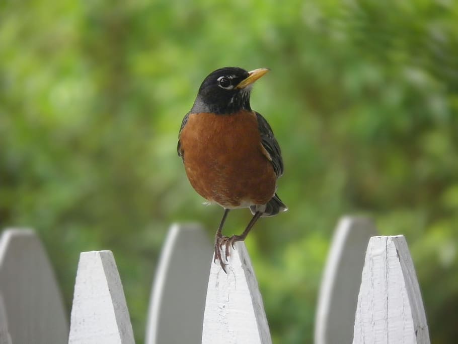 robin, perched, nature, bird, wildlife, outdoors, feather, summer HD wallpaper