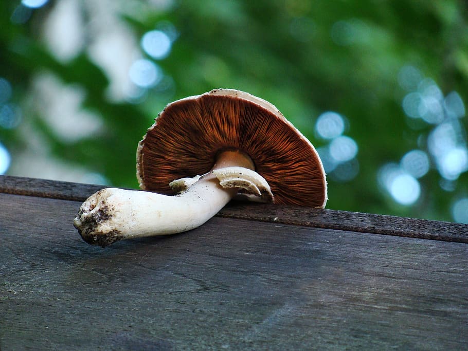 mushroom, forest, the collection of, poisoning, wild, the parasite