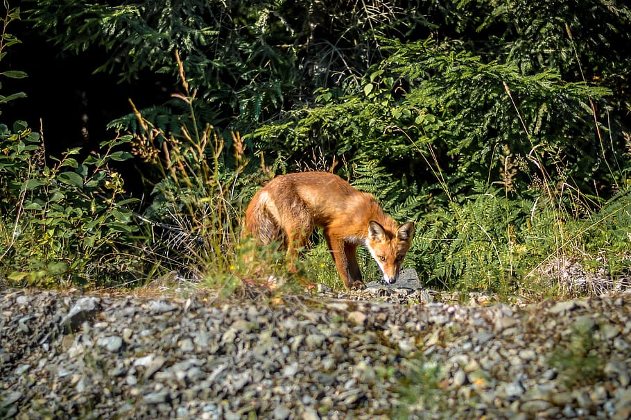 fox, nature, sweden, mammal, animal themes, one animal, plant HD wallpaper