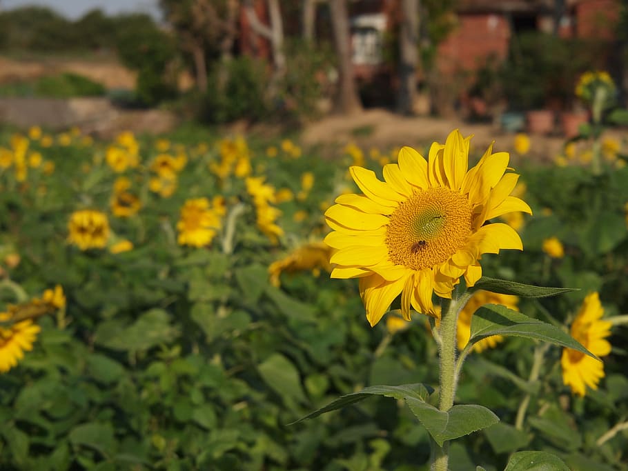 Sunflower, Yellow, Sunny, Farm, sunny farm, honey bees, plant, HD wallpaper
