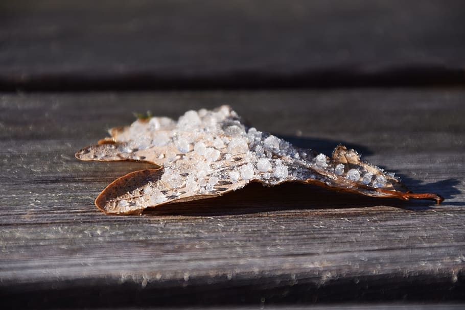 Leaves, Oak, Leaf, Frost, Ice, oak leaf, autumn, winter, close HD wallpaper