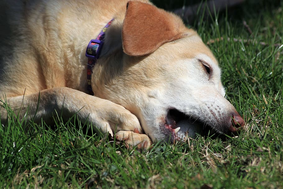 dog, pet, rescue, yellow, labrador, terrier, hybrid, outdoor