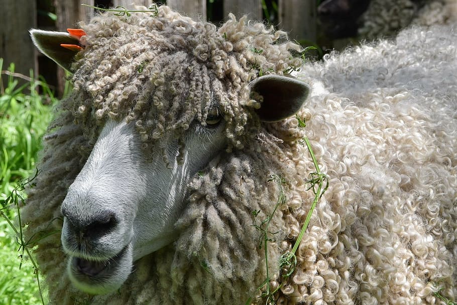 sheep, woolly, livestock, farm, fleece, curly, animal themes, HD wallpaper
